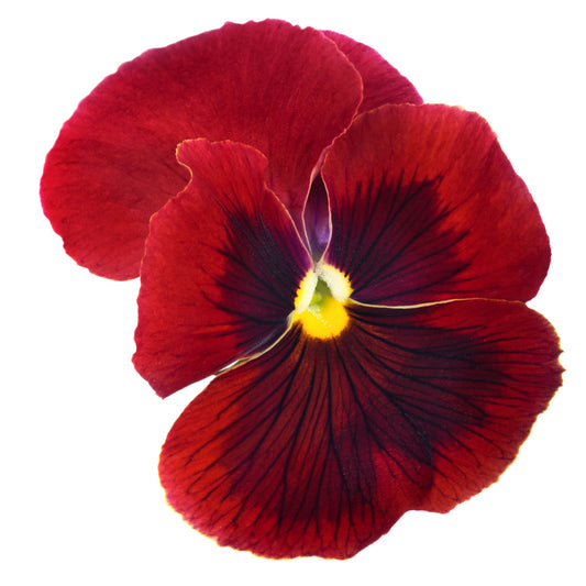 Pansy 'Red Blotch' - 6 x Full Plant Pack