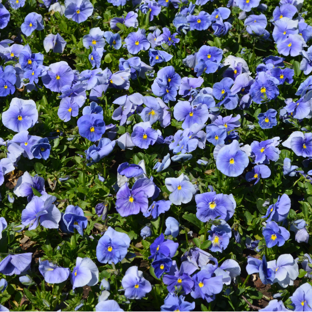 Pansy 'True Blue' - Full Plant Packs
