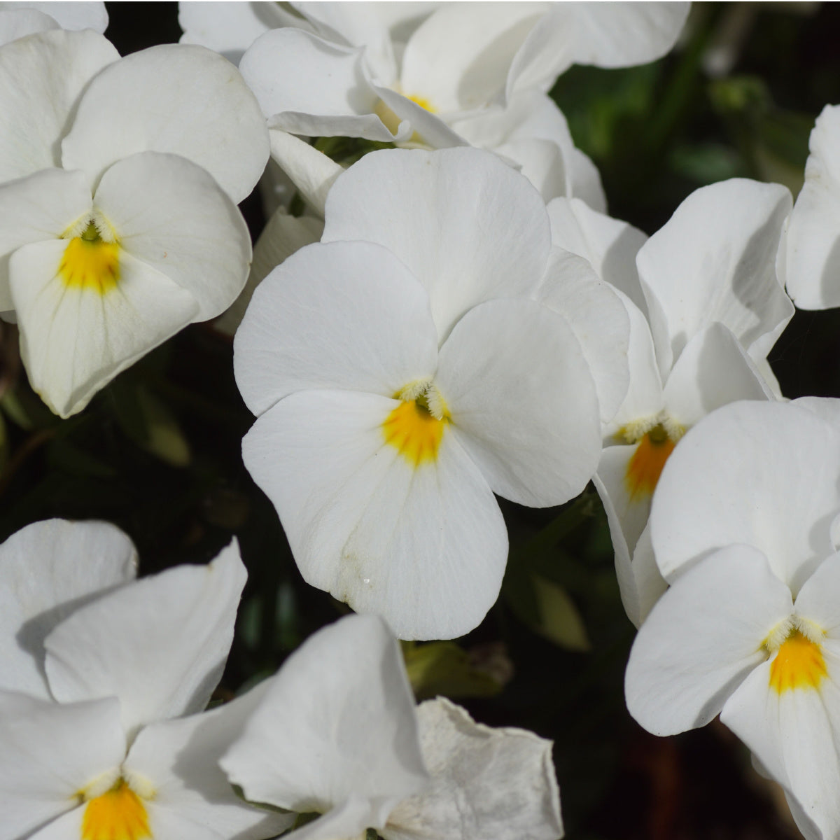 Pansy 'Delta Pure White' - 6 x Full Plant Pack
