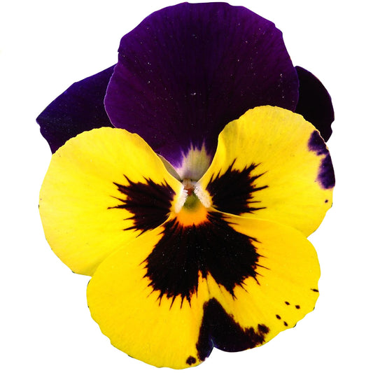 Pansy 'Yellow with Purple Wing' - 20 x Full Plant Pack