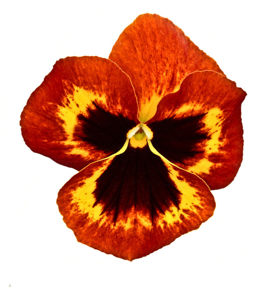 Pansy 'Fire Surprise' - Full Plant Packs