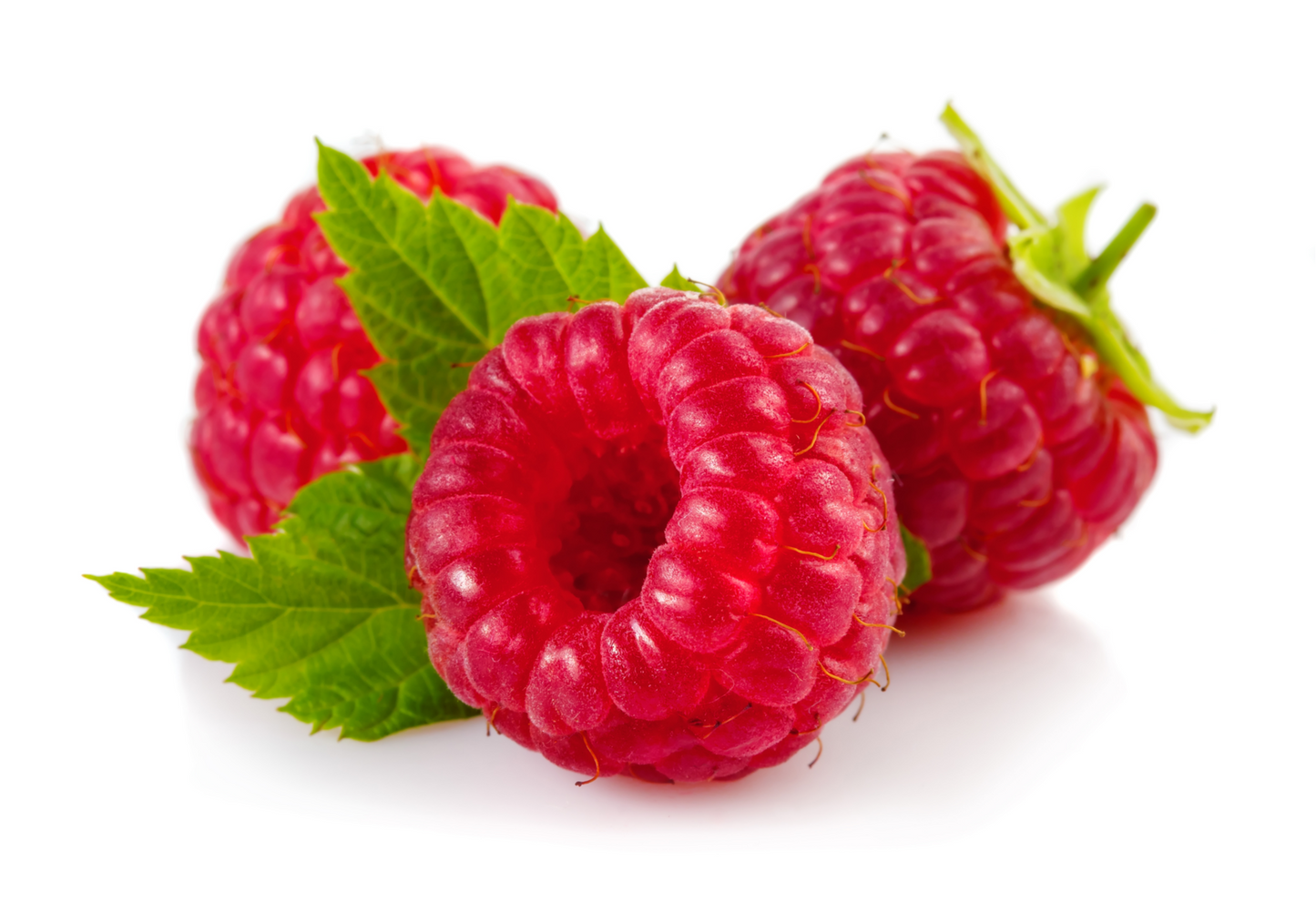 Fruit Plants - Raspberry 'Joan J' - 3 x Full Plants in 2 Litre Pots