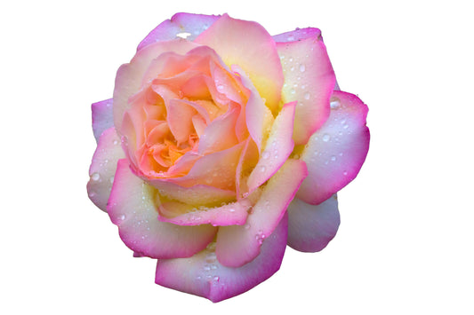Rose Plant - Hybrid Tea 'Peace' - 1 x Bare Rooted Plant
