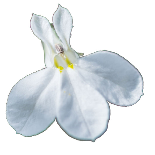 Lobelia 'White' - Full Plant Packs