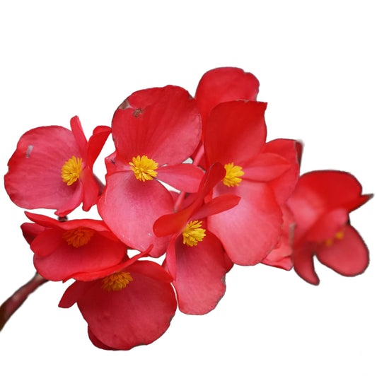 Begonia 'Devils Red' - 20 x Full Plant Pack