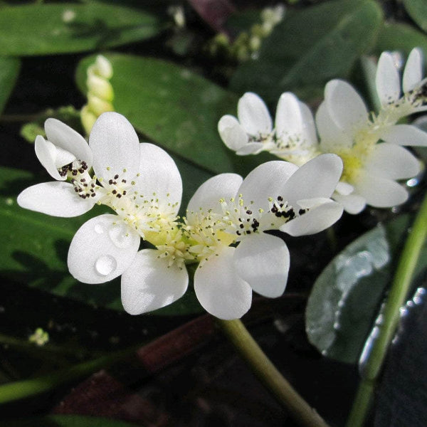 Acqua Garden Deep Water Water Hawthorn, Aponogeton Distachyos
