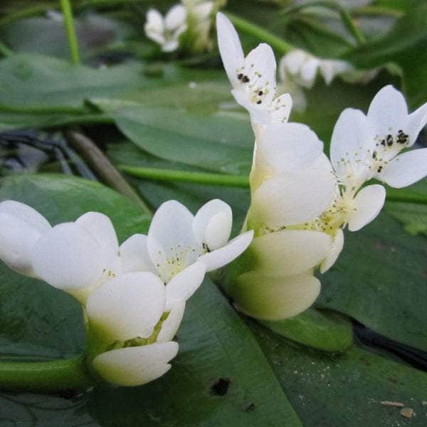 Acqua Garden Deep Water Water Hawthorn, Aponogeton Distachyos