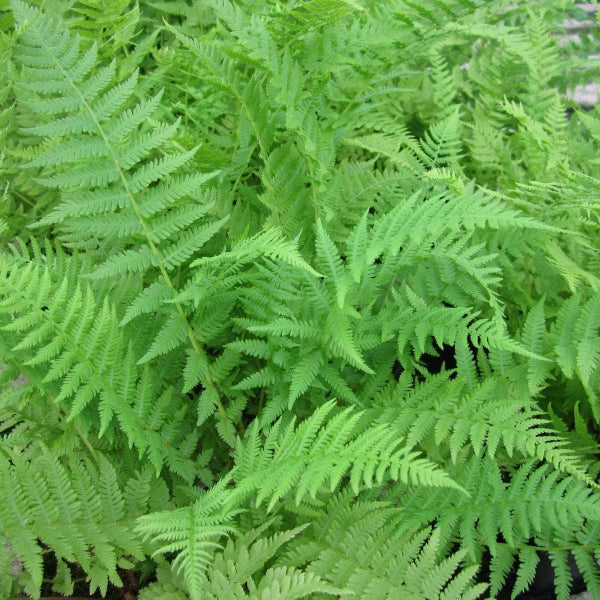 Acqua Garden Fern Lady Fern, Athyrium Filix Femina