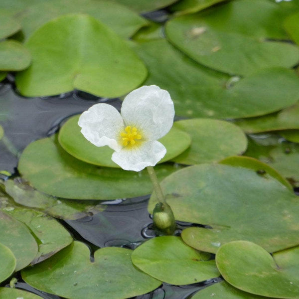 Acqua Garden Floating Frogbit, Hydrocharis Morsus Ranae
