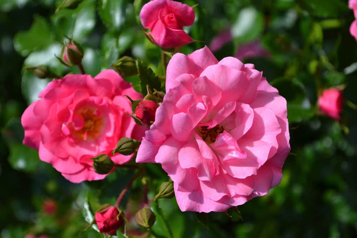 Acqua Garden Flowers Pink 'Flower Carpet' Rose