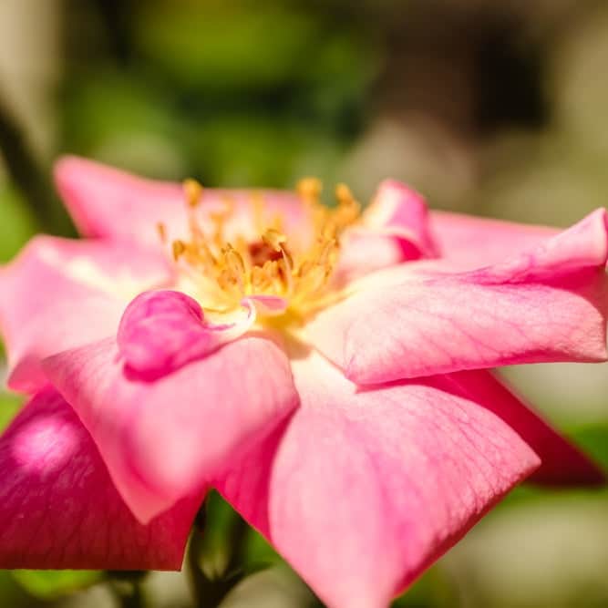 Acqua Garden Flowers Pink 'Flower Carpet' Rose