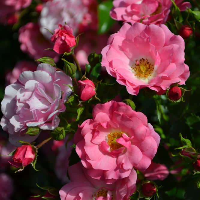 Acqua Garden Flowers Pink 'Flower Carpet' Rose