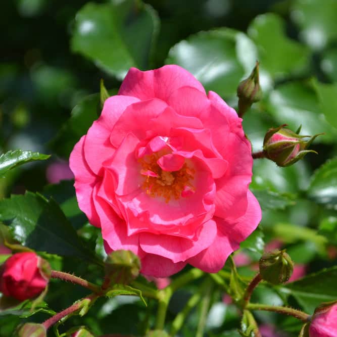 Acqua Garden Flowers Pink 'Flower Carpet' Rose
