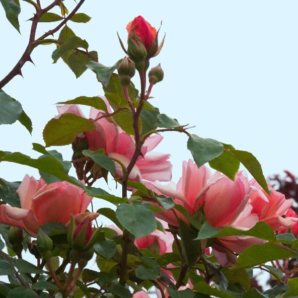Acqua Garden Flowers Rose 'Albertine'
