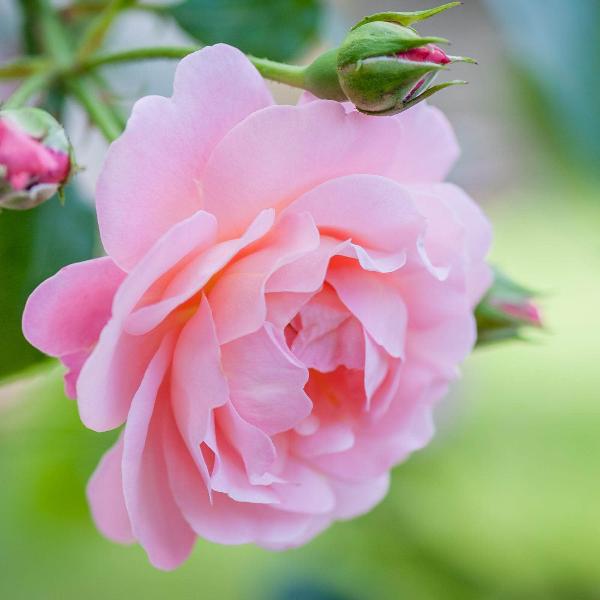 Acqua Garden Flowers Rose 'Amazing Grace'