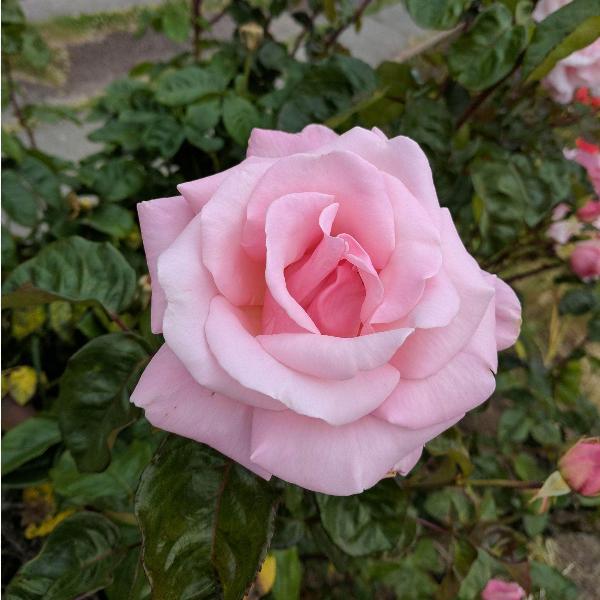 Acqua Garden Flowers Rose 'Amazing Grace'