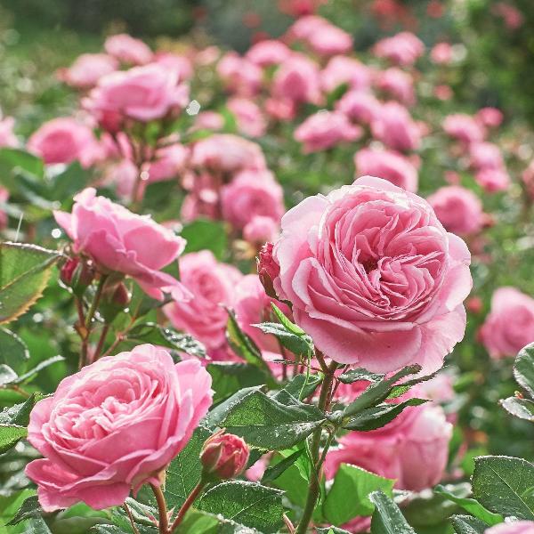 Acqua Garden Flowers Rose 'Amazing Grace'