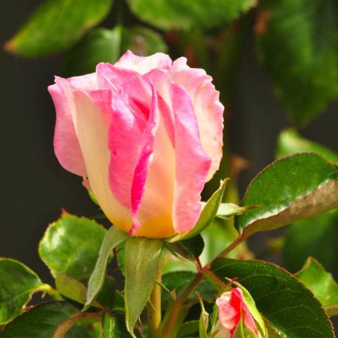 Acqua Garden Flowers Rose 'Birthday Girl'