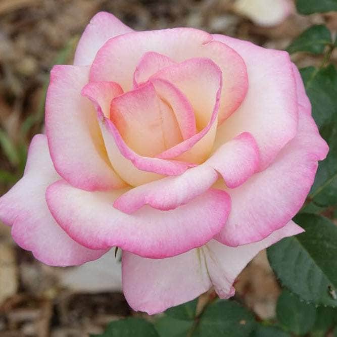 Acqua Garden Flowers Rose 'Birthday Girl'