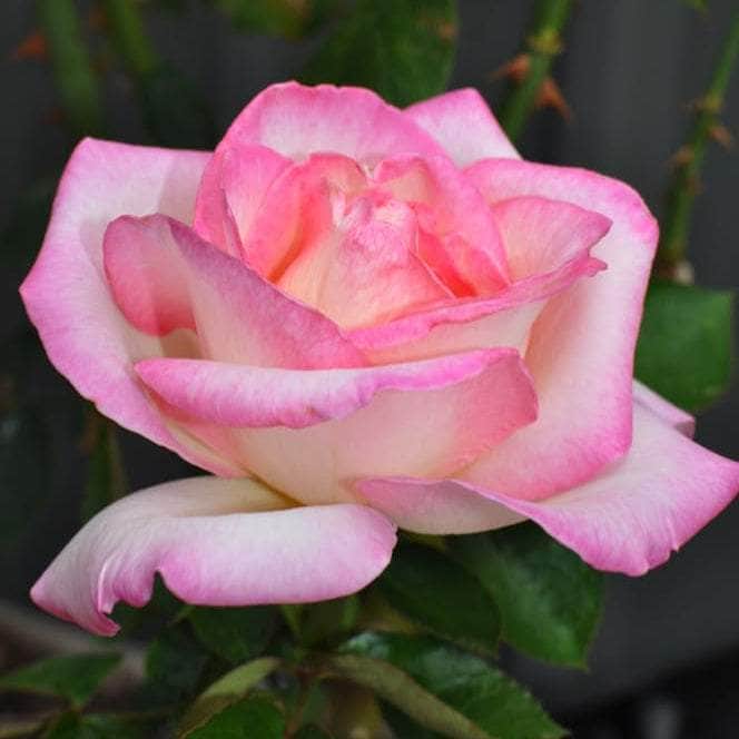Acqua Garden Flowers Rose 'Birthday Girl'