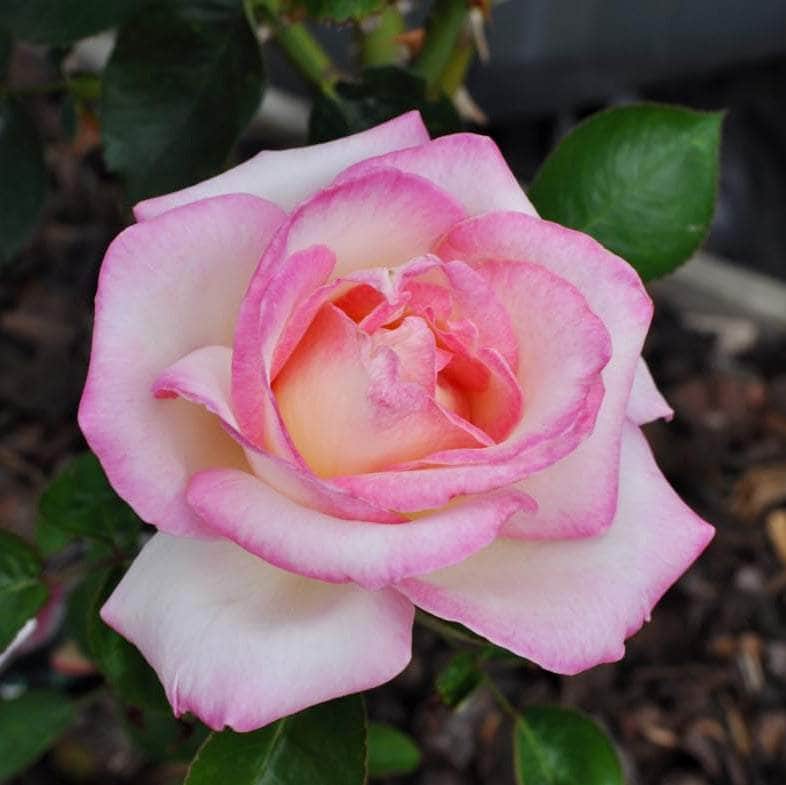 Acqua Garden Flowers Rose 'Birthday Girl'