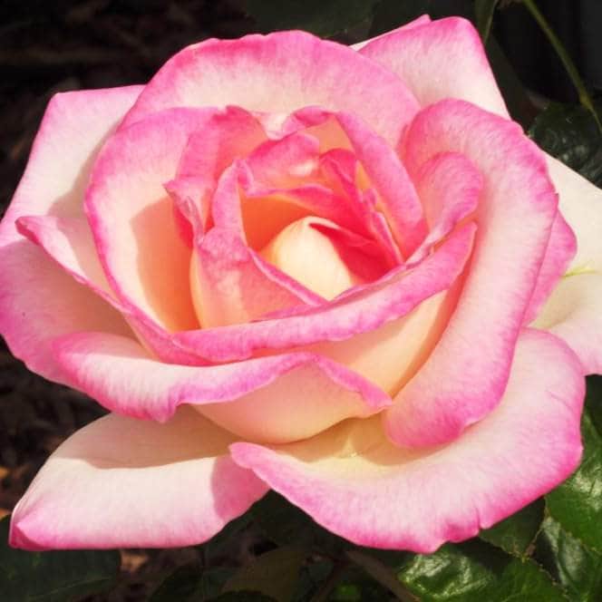 Acqua Garden Flowers Rose 'Birthday Girl'