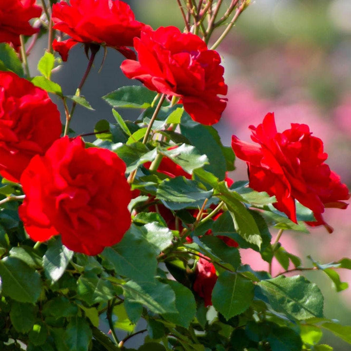 Acqua Garden Flowers Rose 'Birthday Wishes'