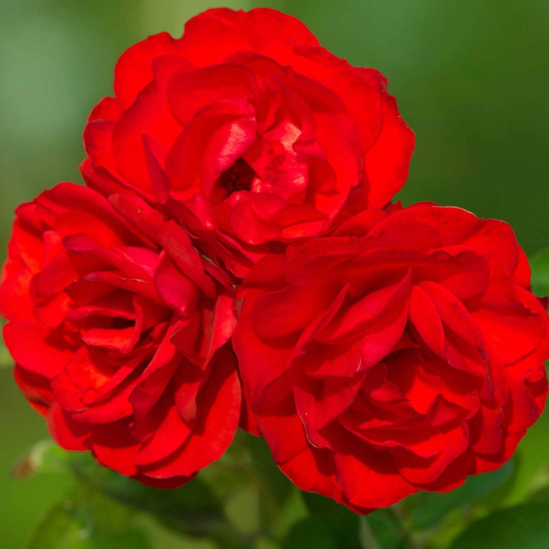 Acqua Garden Flowers Rose 'Birthday Wishes'