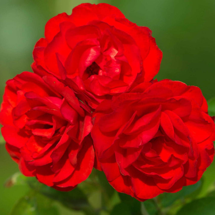 Acqua Garden Flowers Rose 'Birthday Wishes'