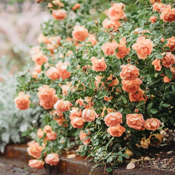 Acqua Garden Flowers Rose 'Breath of Life'