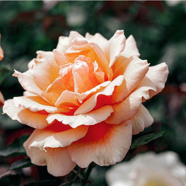 Acqua Garden Flowers Rose 'Breath of Life'