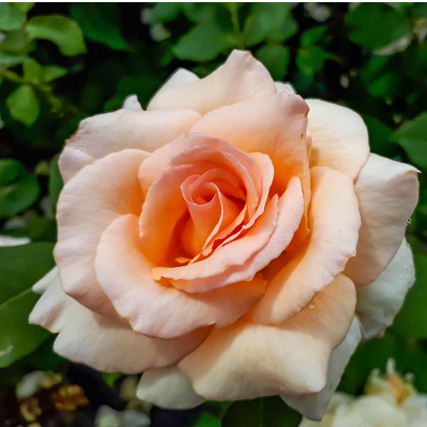 Acqua Garden Flowers Rose 'Breath of Life'