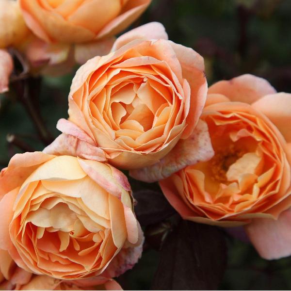 Acqua Garden Flowers Rose 'Breath of Life'