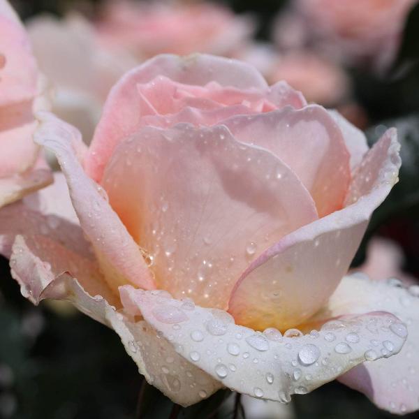 Acqua Garden Flowers Rose 'Compassion'
