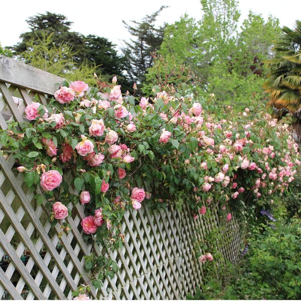 Acqua Garden Flowers Rose 'Compassion'