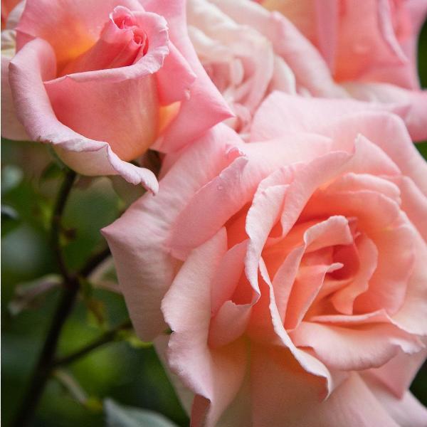 Acqua Garden Flowers Rose 'Compassion'