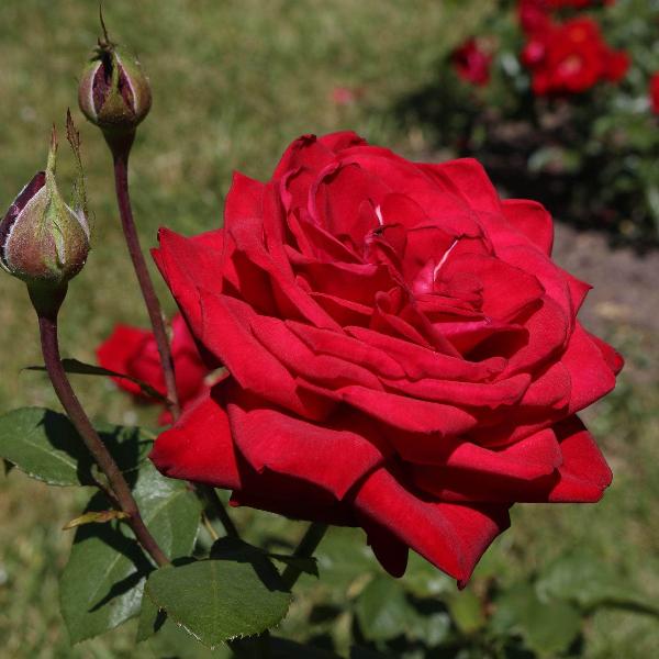 Acqua Garden Flowers Rose 'Deep Secret'