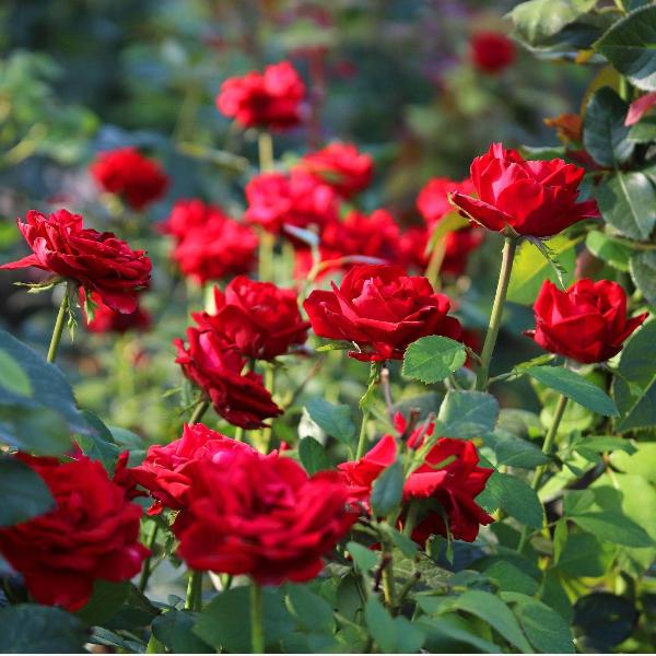Acqua Garden Flowers Rose 'Deep Secret'