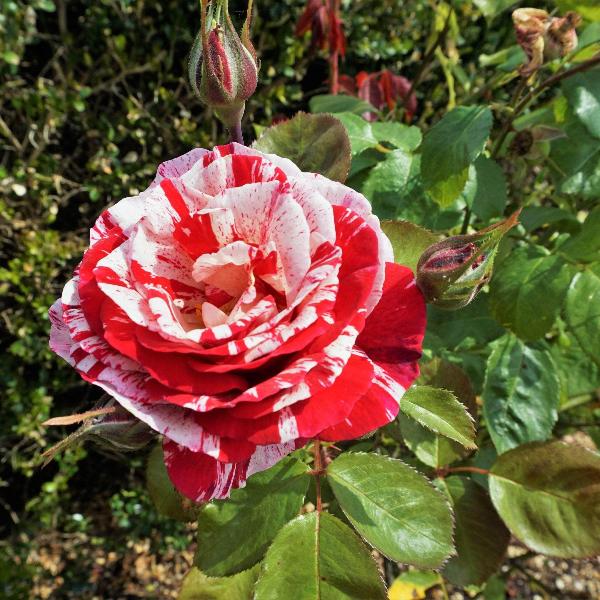 Acqua Garden Flowers Rose 'Drama Queen'
