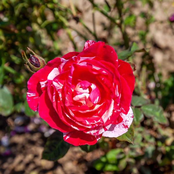 Acqua Garden Flowers Rose 'Drama Queen'