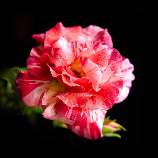 Acqua Garden Flowers Rose 'Drama Queen'