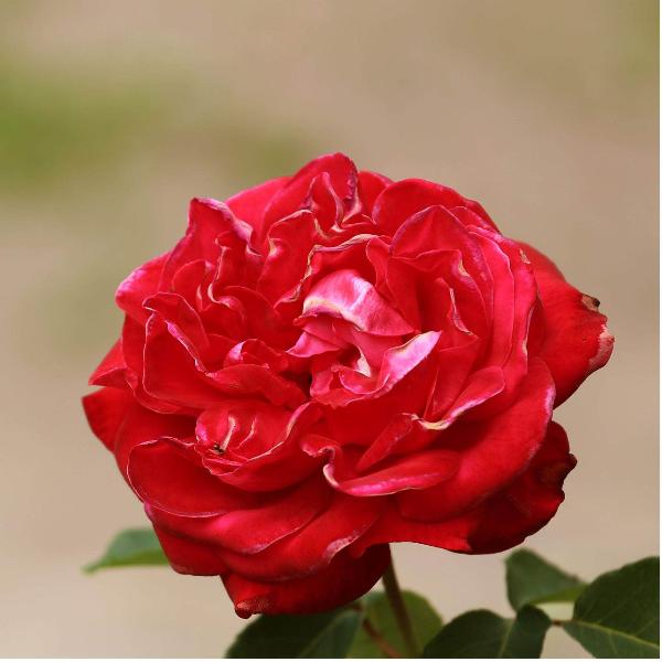 Acqua Garden Flowers Rose 'Drama Queen'