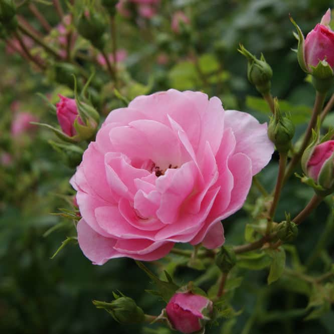 Acqua Garden Flowers Rose 'Flirt'