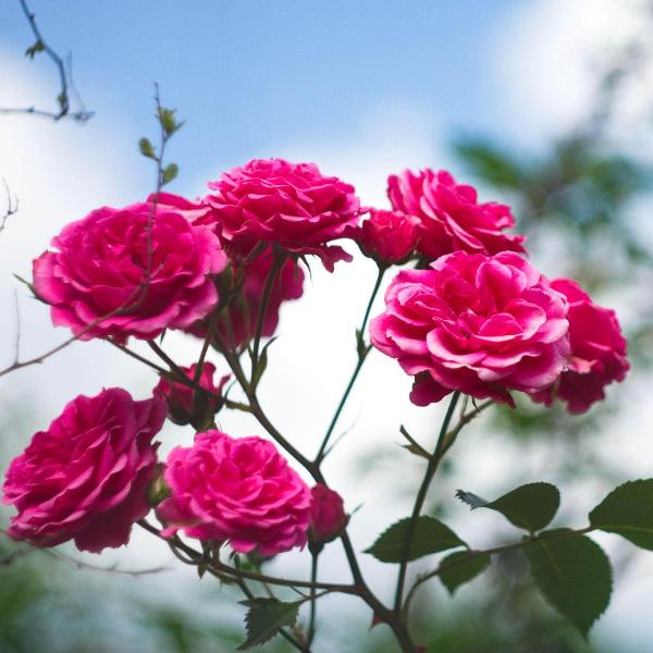 Acqua Garden Flowers Rose 'Gaujard'