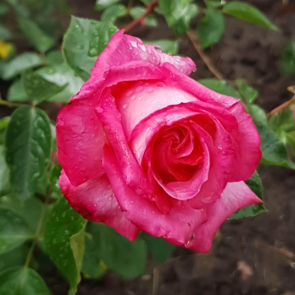Acqua Garden Flowers Rose 'Gaujard'