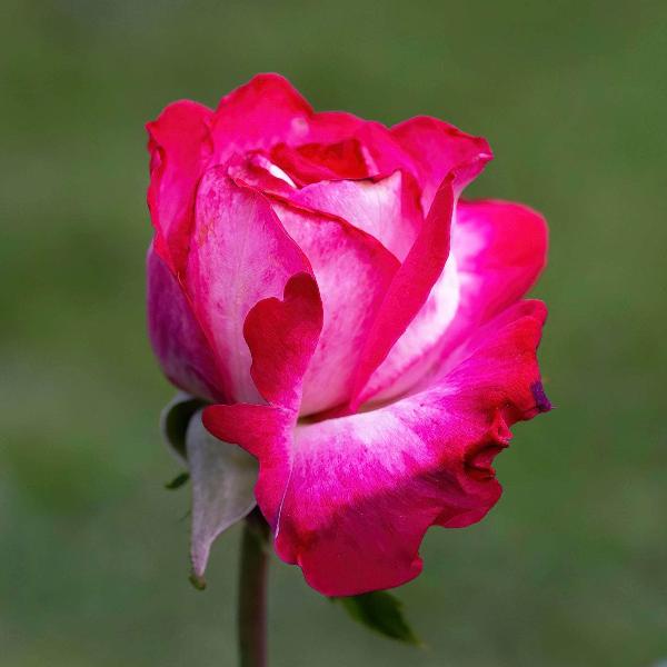Acqua Garden Flowers Rose 'Gaujard'
