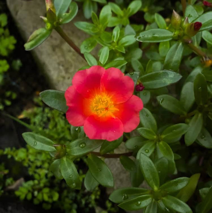 Acqua Garden Flowers Rose 'Grandpa's Rose'