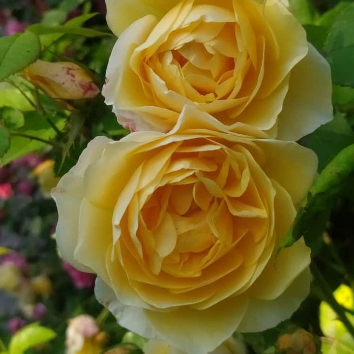 Acqua Garden Flowers Rose 'Happy Birthday'