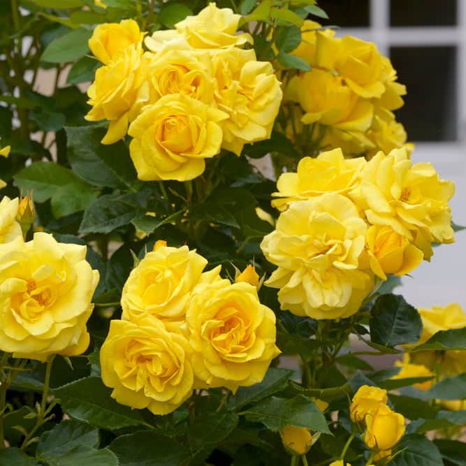 Acqua Garden Flowers Rose 'Happy Birthday'