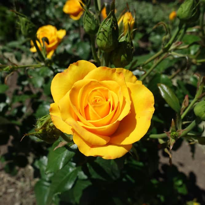 Acqua Garden Flowers Rose 'Happy Birthday'